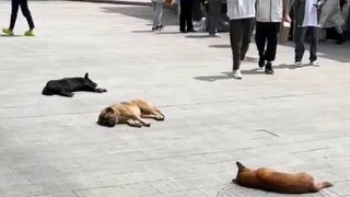 Dogs at school line up neatly to sleep
