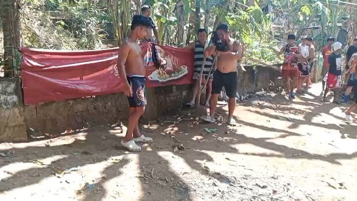 5x winner  dalawa SA tupada ISA SA sabungan  dalawa SA taliam haha