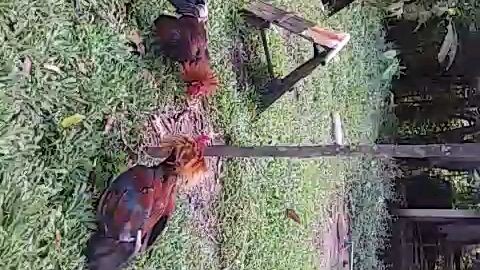 Labuyo X gilmore vs. lemon sweater Highlights