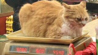 Mèo: Tôi không tức giận, bạn coi tôi là đồ ngốc à?