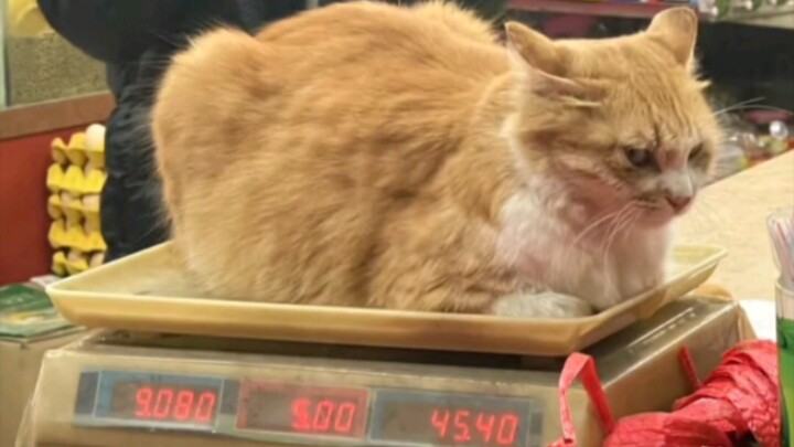 猫:我不生气，你拿我当傻子吗？