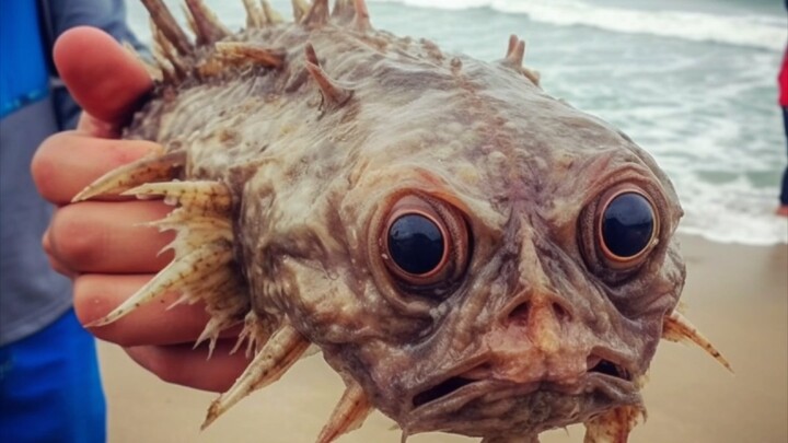 Species that appeared in a certain sea area after Japan dumped nuclear wastewater