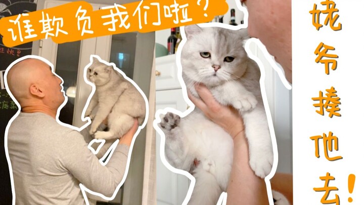The cat was bullied in elementary school, and the grandfather went all out to comfort his grandson!