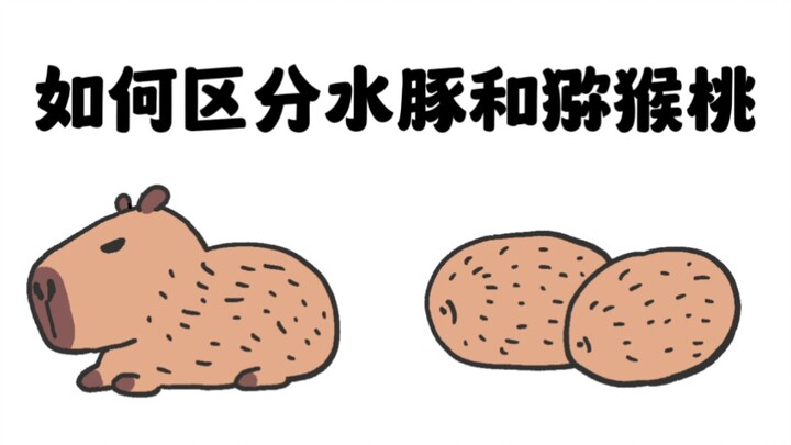 【Penjelasan Ilmiah yang Serius】Bagaimana cara membedakan kapibara dan buah kiwi?