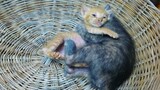 Baby kittens deeply love orphan  kitten ever