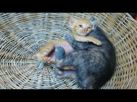 Baby kittens deeply love orphan  kitten ever