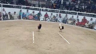 8fight WIN