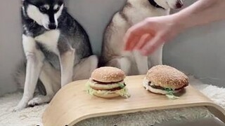 What should we try next? dogs cutedogs foodchallenge