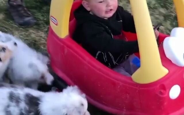 The daily life of a dog from a wealthy family~ Is this pup already a little winner in life?