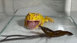[Animal] Are You Sure You Can Swallow This Shrimp Bigger Than You?