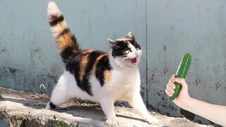 Wanna have a great day? Watch these Hilarious CATS