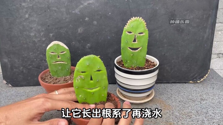 仙人掌是怎么长成人脸形状？这样的种植太有趣！！！