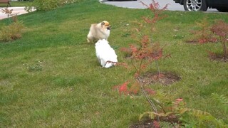 Đưa cún yêu lười nhất thế giới đi dạo ở nước ngoài _ Holly _ pomeranian _ 16