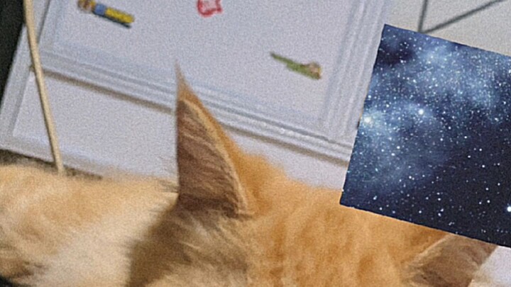 😾:awas aja aku ga dikasi whiskas satu ton malem ni 🗿