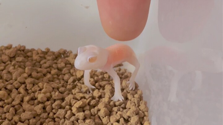 Newborn geckos also have teeth~