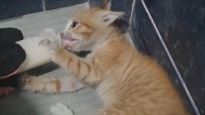 الهرة الصغيرة: لا تقترب! سأقاتل معك! انتظر... ماما تشان، أنتِ ماما تشاني!