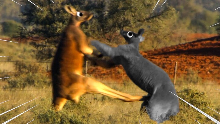 “This one kick decides the winner and settles who’s the real champion!”