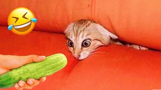 Funny Animal 2023 😂 Funniest Cats and Dogs 😺🐶 Part 33