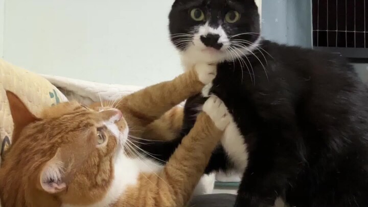 Kesadaran hukum Mayor ini benar-benar kuat!