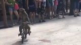 Talented Monkey goes wrong XD