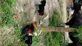 PulangBasag VS. PulangLatom(weekly sparring)