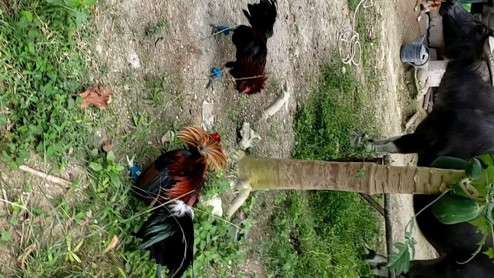 PulangBasag VS. PulangLatom(weekly sparring)