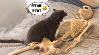 Funniest Animals - Best Of The 2021 Funny Animal Videos #62