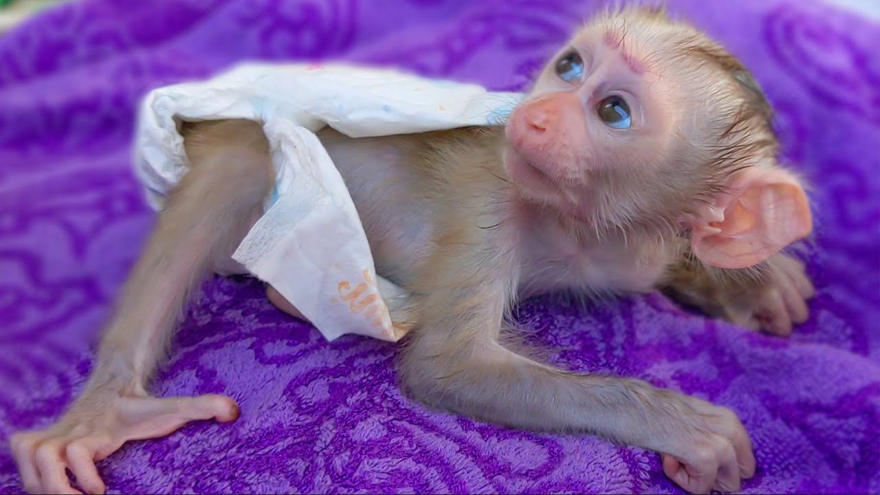Obedient Baby Monkey Luca Is Waiting For Mom To Clean Up A Diaper Very  Manners & Gently. - Bilibili
