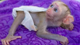 Obedient Baby Monkey Luca Is Waiting For Mom To Clean Up A Diaper Very Manners & Gently.