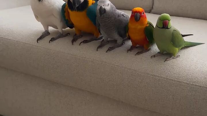 parrot 🦜