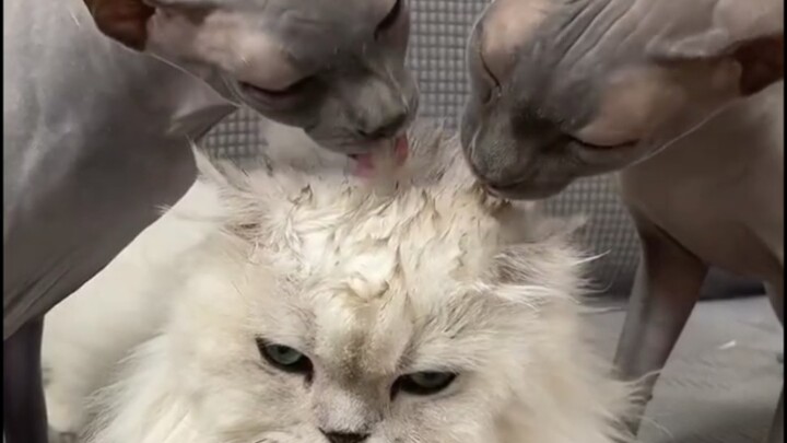 لم أشعر بهذا القدر من الذهول في حياتي يا جميلات