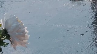 &{เต็มเรื่อง}ไม่มีใครรู้ว่า เด็กกำพร้าที่ CEO รับมาเลี้ยง ที่แท้คือมือสังหารอันดับต้น#พากย์ไทย