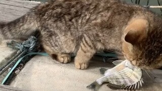 I met a cute cat while fishing outdoors