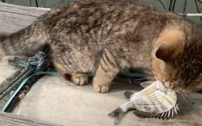 Tôi đã gặp một chú mèo dễ thương khi đang câu cá ngoài trời