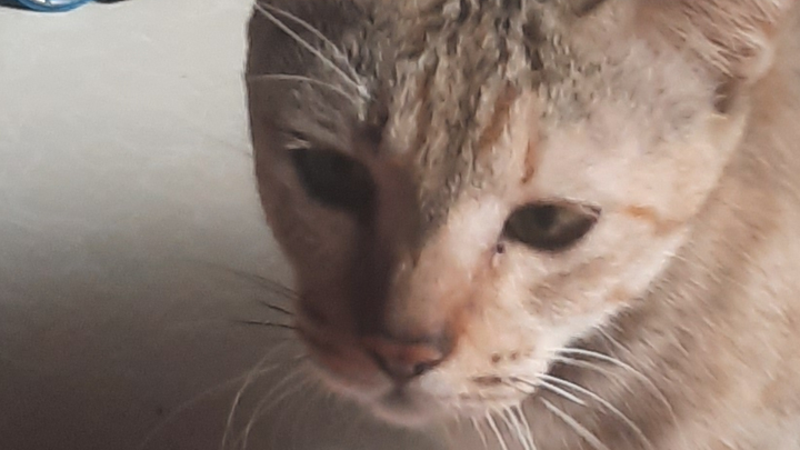 xin chào jadoo 3 tập bỏ phiếu người mình thích/mẹ mình là đầu bếp( lồng tiếng )