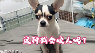 Does this kind of dog bite people?