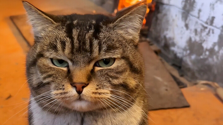 During Chinese New Year, I caught a tabby cat playing in the snow back home and brought it by the fi