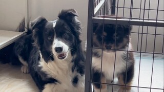 Today my puppy got its little puppy, and took home a little Australian Shepherd.