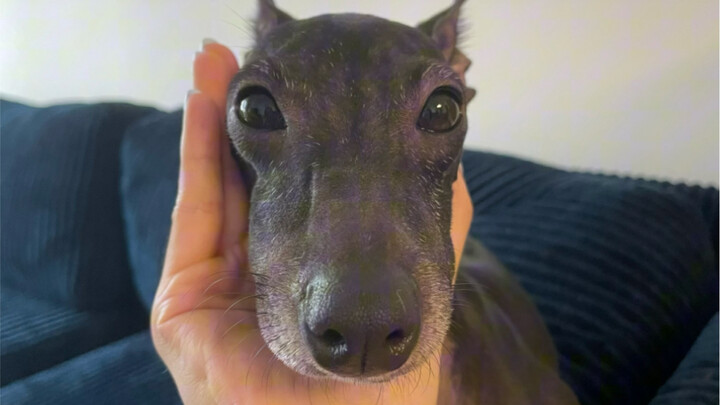 This time, I really have no idea what strange thing he picked up and ate again...