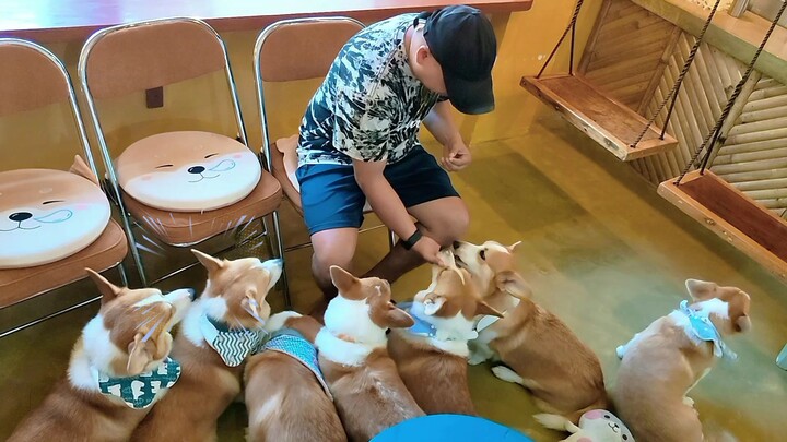 Corgi cafe at siargao