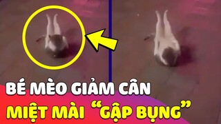 Nửa đêm bắt gặp bé Mèo 'GẬP BỤNG GIẢM BÉO' trên đường, khiến ai nấy 'NGỠ NGÀNG' bật ngửa 😎 Gâu Đần