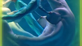 Paus Putih: Dasar kecil, tunggu saja aku membuatmu terpesona