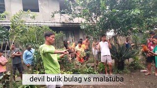 7month old devil bulik bulag vs malatuba  naunahan na pero naka ganti pa !