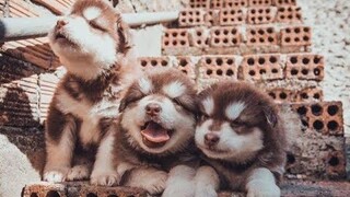 Funny And Cute Puppies Compilation - Cute Puppies Doing Funny Things