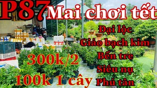 Mai vàng chơi tết p87 | 0353832312 Nhi | Mai Giảo siêu nụ - phú tân - đại lộc - giao bạch kim