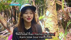 law of the jungle(kota manado) ep 250 sub indo
