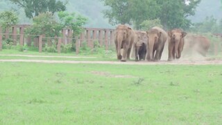 A newly rescued baby elephant arrived at the sanctuary, and the entire herd came to greet it!