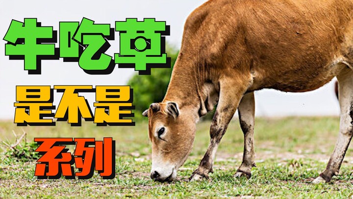 Phải chăng là loạt phim “Bò ăn cỏ”?