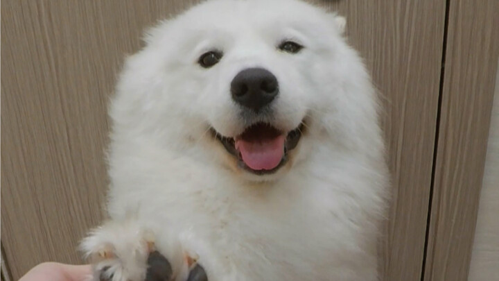 Just one sentence is enough to stop the puppy from giggling.