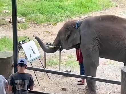 Gajah berlatih melukis sejak kecil selama belasan tahun—kini punya kemampuan melukis yang luar biasa